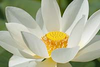 Nelumbo nucifera - Sacred Lotus