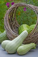 Zucchini 'Lorea' in a basket - Courgettes