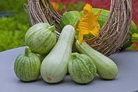 Courgettes in a basket - Zucchini