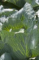 Brassica - Cabbage cabu