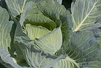 Brassica - Cabbage cabu