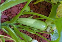 Cucurbita pepo - 'Lorea' - Zucchini  Courgettes on plant