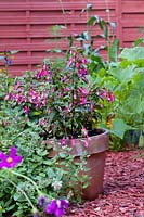 Fuchsia 'Tom Thumb' in pot in a garden