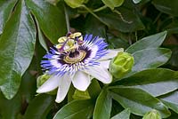 Passiflora caerulea - Passion flower