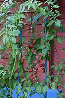 Cherry tomato 'Supersweet 100 F1' in potager in summer