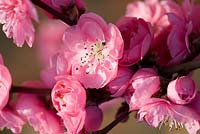 Prunus persica 'Prince Charming' (peach). Sir Harold Hillier Gardens. 