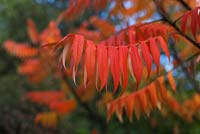 Rhus typhina - Stag's horn sumach 