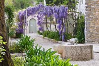 Wisteria in courtyard garden with water feature - Corfu, Greece