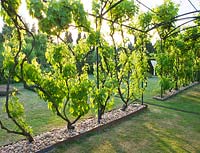Pergola with 22 different varieties of vines 