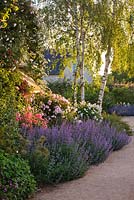Border by office with Nepeta, Rosa 'Torche Rose', Rosa 'Felicia', birch trees and Rosa 'Katharina Zeimet'
