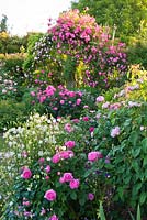 Pergola with Rosa 'Pink Cloud' and Rosa 'Roville'. In centre and at front is Rosa 'Belle au Bois Dormant'. Andre Eve Rose Nursery, France