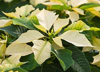 Euphorbia pulcherrima 'Cortez White' - Summerfield Nurseries, Kent 