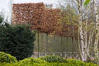 Crocus Nursery, Surrey. Pleached copper beech trees for Arne Maynard, Chelsea 2012 garden