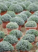Rows of pots - plants growing in polytunnel - Crocus Nursery, Surrey 