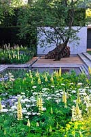 The Laurent-Perrier Garden. RHS Chelsea Flower Show 2014. Contemporary formal garden with yellow and white planting. Multi stemmed Amelencheir, concrete panel in clipped yew hedge. Lupinus 'Chandelier', beech domes, orlaya grandiflora and euphorbia 