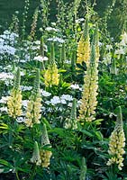 Yellow and white planting with lupinus 'Chandelier', orlaya grandiflora - The Laurent-Perrier Garden - RHS Chelsea Flower Show 2014