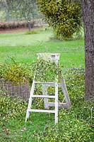 Mistletoe being harvested near Tenbury Wells, Worcestershire. Ladder with mistletoe and green ribbon