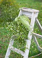 Mistletoe being harvested near Tenbury Wells, Worcestershire. Ladder with mistletoe and green ribbon
