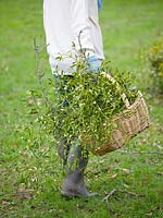 Mistletoe being harvested near Tenbury Wells, Worcestershire. Girl holding bunch of mistletoe
