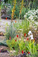 Asphodeline lutea, Eschscholzia californica. The M and G Garden, Gold medal winner. RHS Chelsea Flower Show 2014.