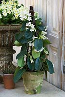 Terracotta container with Stephanotis floribunda - madagascar jasmine. Petersham Nurseries, Richmond, Surrey 