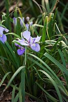 Iris unguicularis. Ragley Hall, Warwickshire
