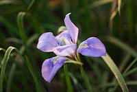 Iris unguicularis. Ragley Hall, Warwickshire