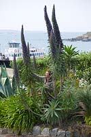 Assistant island gardener, Rosie Wheeler cuts down a flower spike of Echium pinniana. Herm Island, Channel Islands 