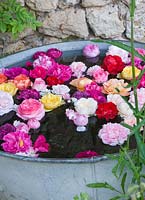 A collection of rose heads from the garden floating in a vintage zinc container. Les Jardins de Roquelin, Loire Valley, France