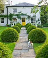 The front garden with stone path, house with yellow door, clipped yew topiary balls and pesto the dog. Gipsy House, Buckinghamshire 

