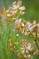 Lilium 'Chameleon', martagon lily - scented

