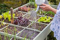 Square Foot gardening in a vegetable trug. Planting Salad Leaves 'Bright and Spicy'. Watering
