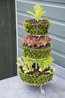 Layered lettuce container with Lettuce 'Little Gem' and 'Lollo Rosso'