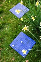 Blue mosaic paving slabs in grass next to narcissi - stepping stones in lawn 