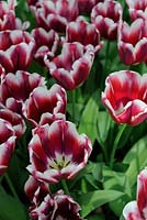 Tulipa 'Lornah'