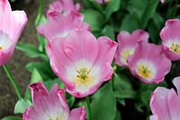 Tulipa 'Pink Twist' Triumph Tulips