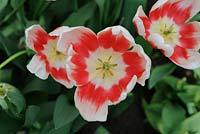 Tulipa 'Roman Empire'