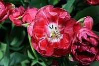 Tulipa 'Wedding Gift' - Double late 