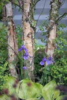 Betula nigra, Iris sibirica, Euphorbia amygdaloides var. robbiae and Hosta 'Royal Standard'. RHS Chelsea Flower Show 2014 - The Brewin Dolphin Garden, awarded silver gilt