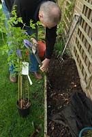 Man planting Clematis alpina 'Blue Dancer' - digging hole against wall with trellis