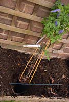 Planting Clematis alpina 'Blue Dancer' - hole against wall with trellis