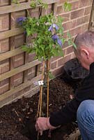Man planting Clematis alpina 'Blue Dancer' - placing plant in hole