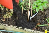 Planting Clematis 'Clair de Lune' - adding compost
