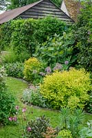 Cottage garden. Mixed border with spiraea, Stachys, alliums and macleaya.
