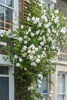 Rosa 'Madame Alfred Carriere' trained on front wall of house