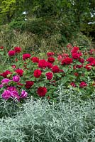 Rosa 'L D Braithwaite' and Rosa 'Young Lycidas' growing with Stipa gigantea and Artemisia ludoviciana 'Silver Queen'. Queen Mary's Gardens, Regent's Park, London.