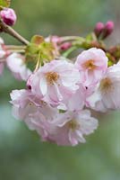 Prunus 'Matsumae-hayazaki'