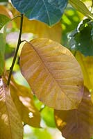 Leaf of Magnolia sprengeri in autumn. Saling Hall, Essex