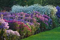 Asters in the trial beds - evening light. Waterperry Gardens, Oxfordshire