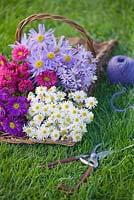 Autumn flowering daisies - asters in trug on lawn - styling by Jacky Hobbs